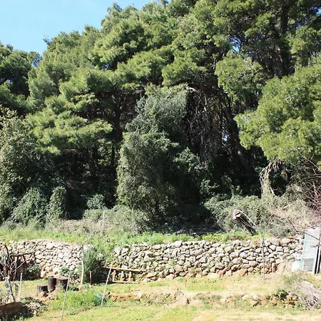 Pine Tree * דוברובניק